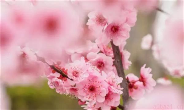 眼睛与桃花运的关系分析 通过眼睛看你的桃花运是怎样的