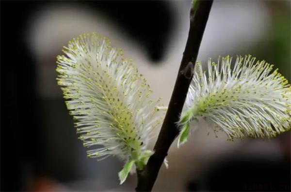 银柳开花预示着什么 银柳开花是不是好兆头