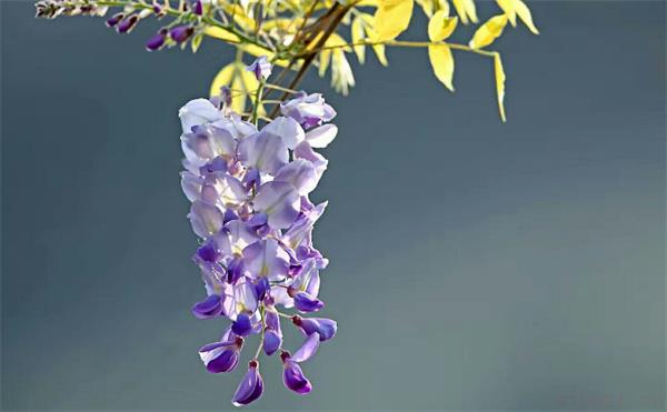 栽种紫藤花有什么风水禁忌 家中栽种紫藤花是好是坏