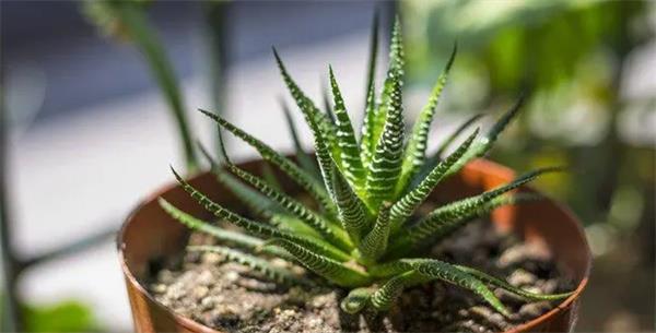 芦荟的风水作用与摆放 芦荟放在家里什么位置风水好