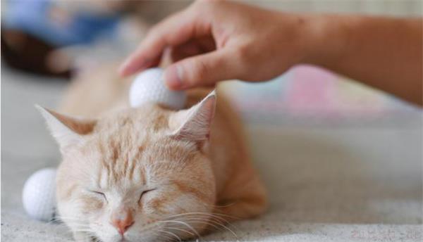 家里养猫的风水注意事项 养猫对风水有影响吗