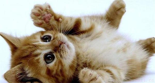 家里养猫的风水注意事项 养猫对风水有影响吗