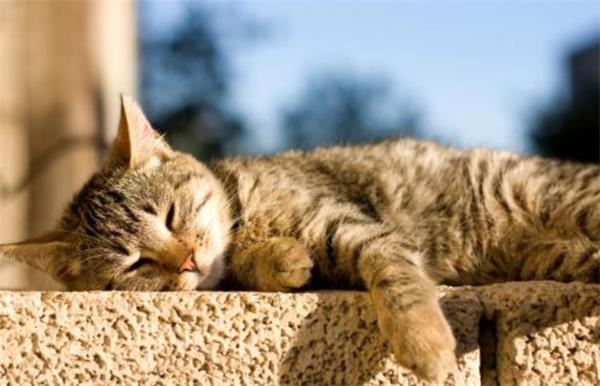 家里养猫的风水注意事项 养猫对风水有影响吗