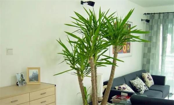 镇宅最吉利的绿植详解 镇宅最吉利的有什么绿植