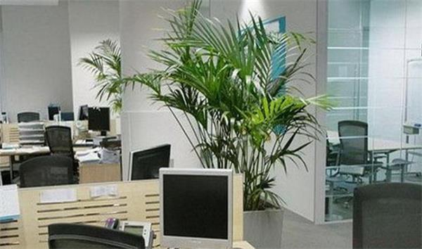 几种常见的办公室风水植物忌讳 办公室忌讳放什么植物