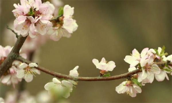 简单有效斩断烂桃花的方法 烂桃花体质可以改善吗