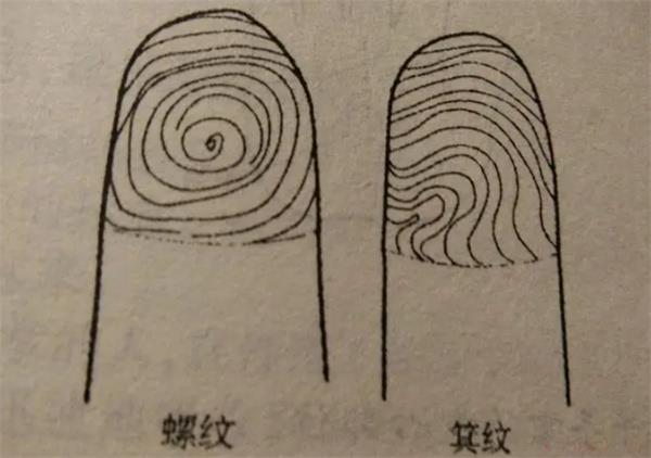 十个螺纹有什么样的含义 十个螺纹是什么意思