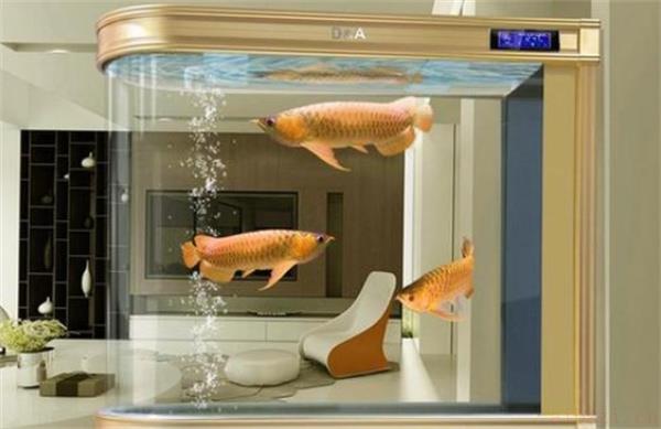 鱼缸四面透明的风水学作用 鱼缸四面透明有何益处