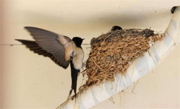 燕子筑巢与风水的联系 燕子筑巢对风水好不好