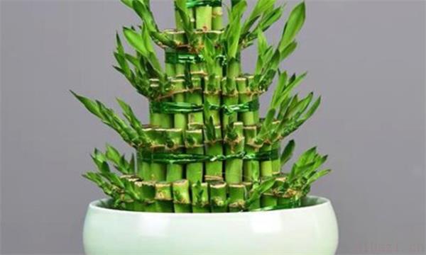 看看可以提高运势的6种植物都有哪些