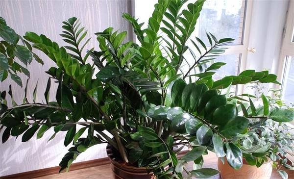 看看可以提高运势的6种植物都有哪些